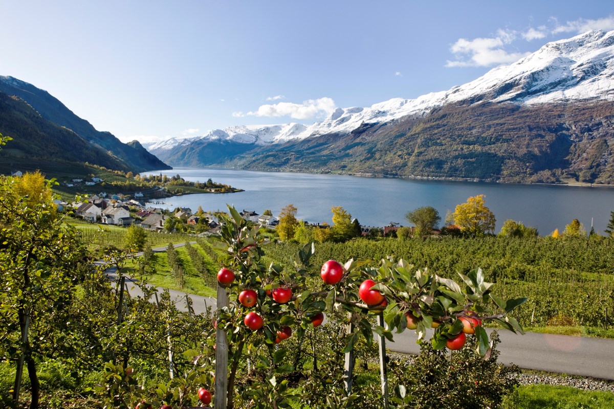 Scenic cruising Hardangerfjord